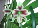 Hippeastrum Papilio